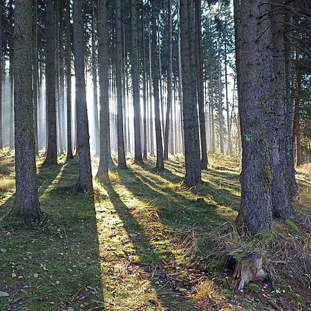 V Ceskem Lese * Bela nad Radbuzou