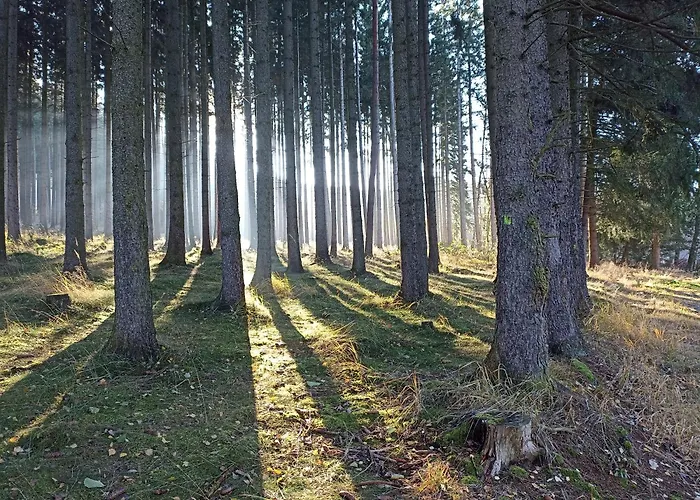 V Ceskem Lese * Bela nad Radbuzou